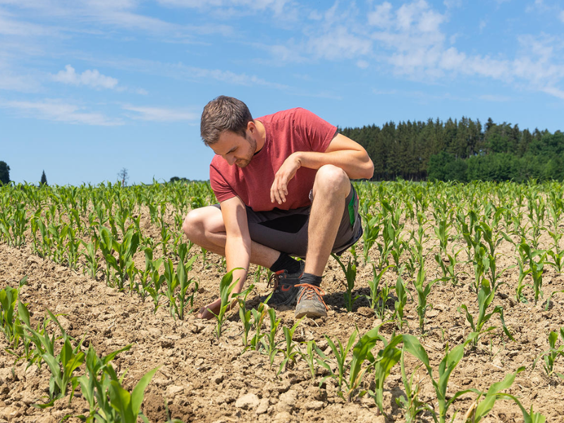 Máquinas de cuidado del cultivo